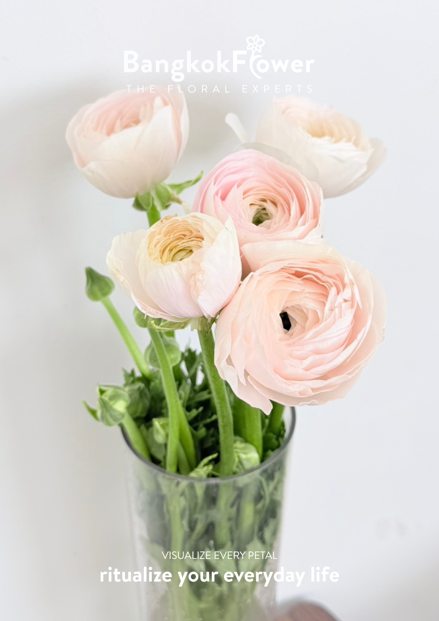 Ranunculus pink