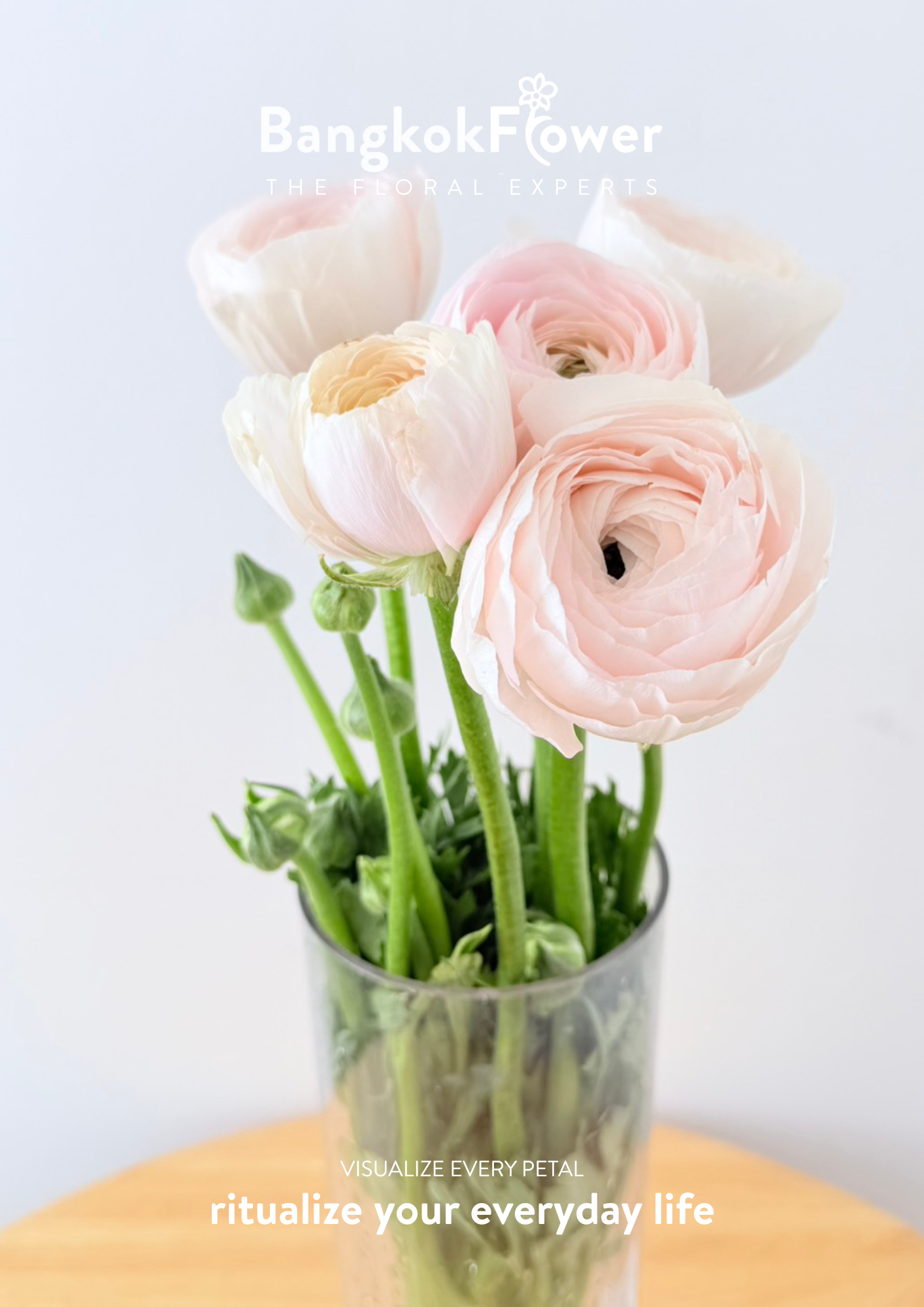 Ranunculus pink