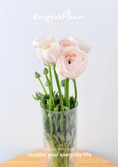 Ranunculus pink