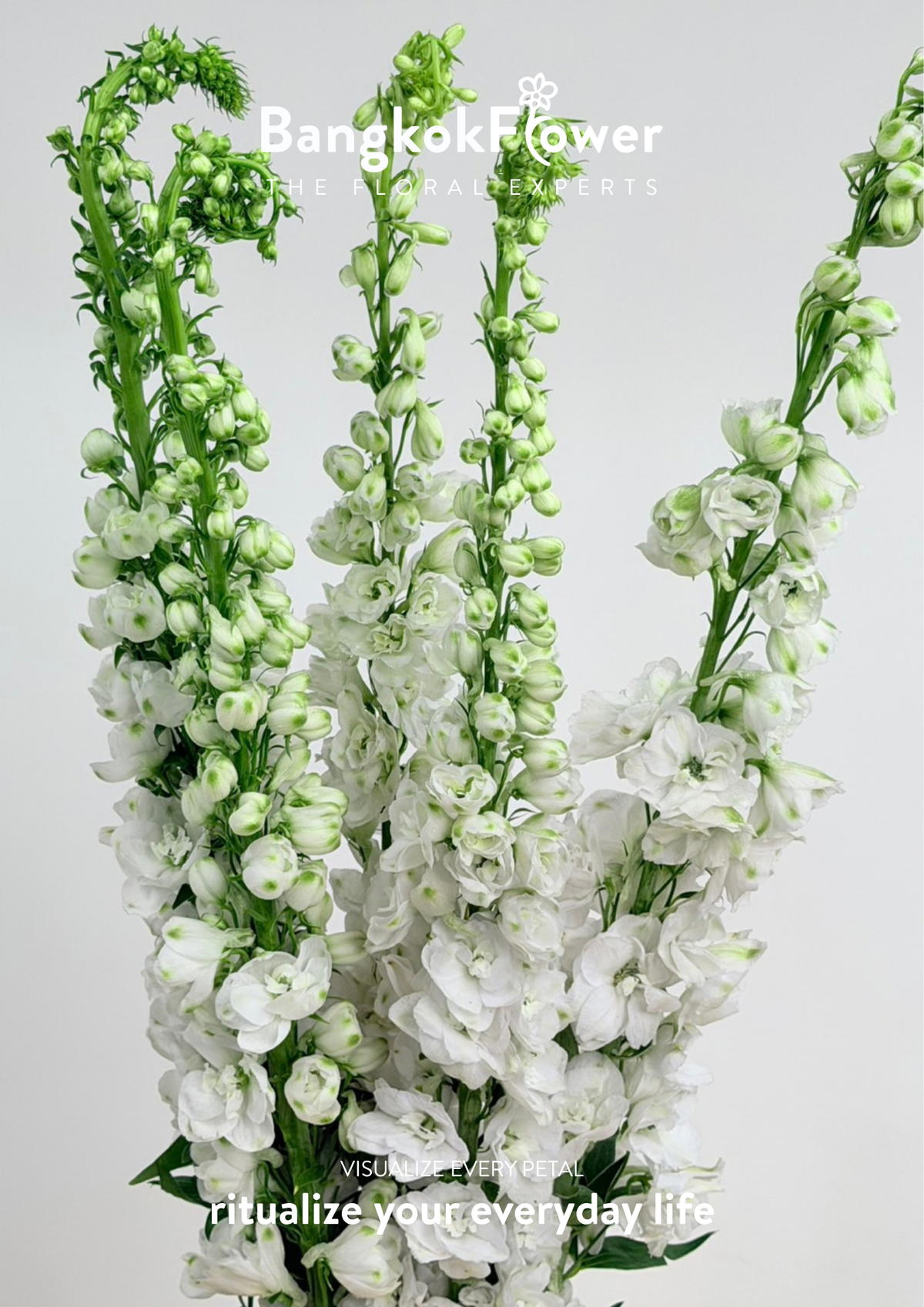 Delphinium White