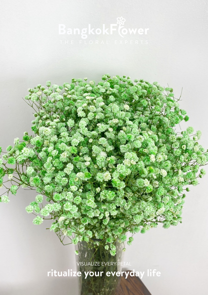 Gypsophila Green