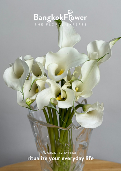 Calla Lily White