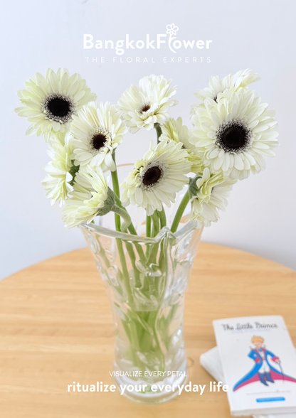 Mini Gerbera Frostsnow