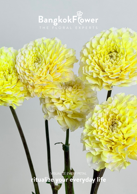 Dahlia Hybrida Yellow