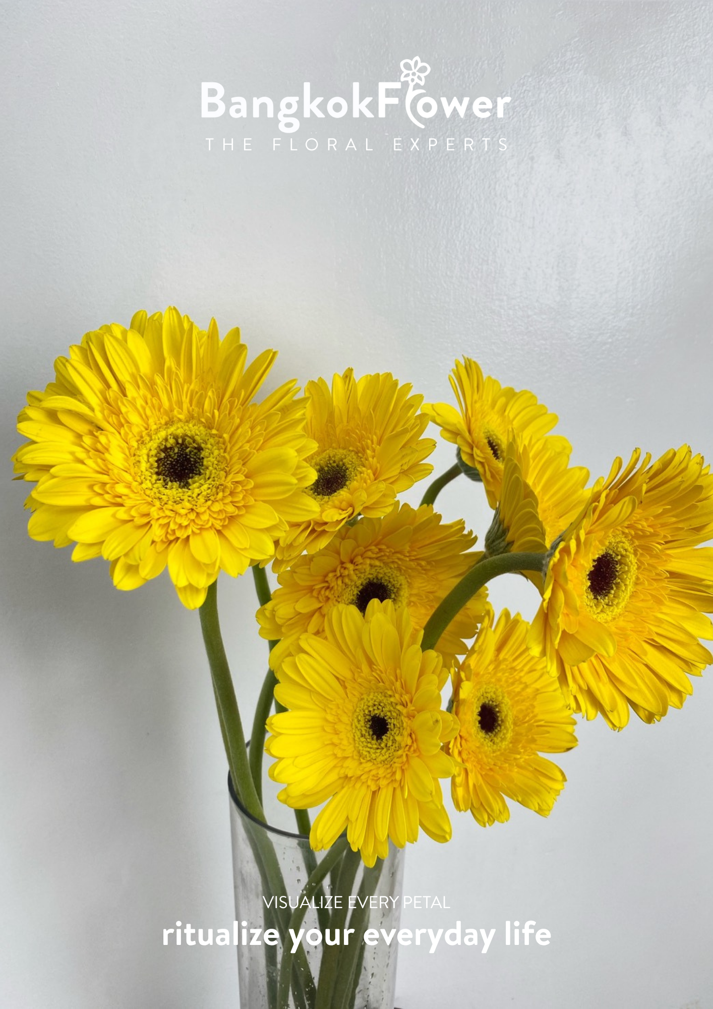 Yellow Gerbera