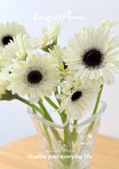Mini Gerbera Frostsnow