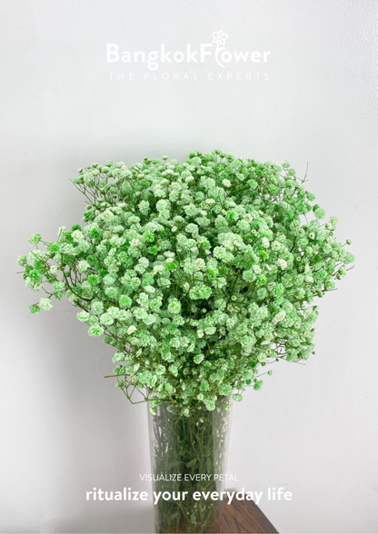 Gypsophila Green