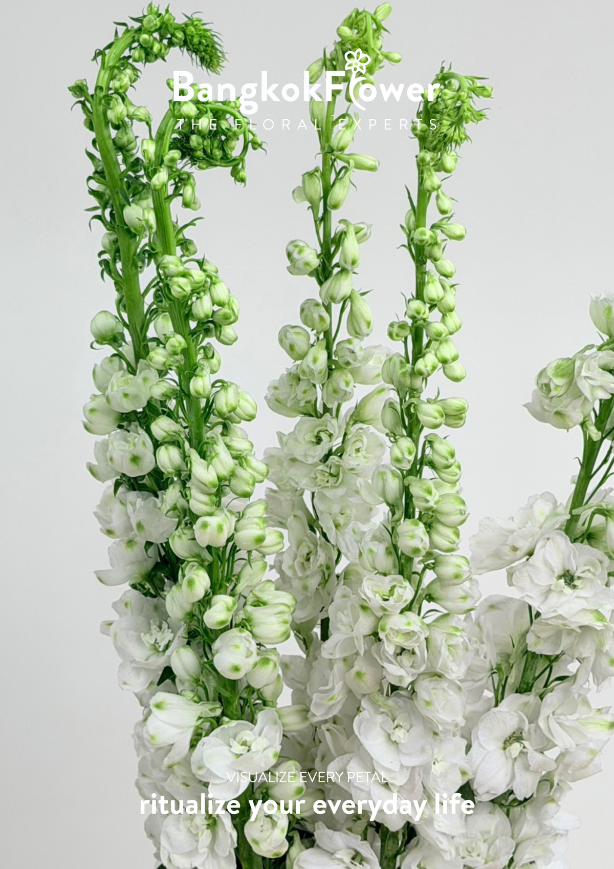 Delphinium White