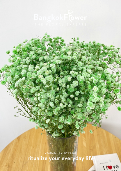 Gypsophila Green
