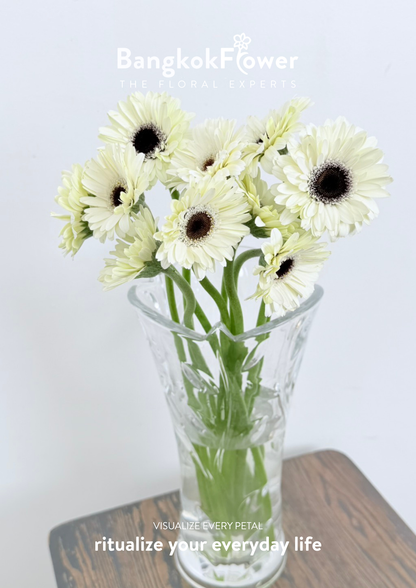 Mini Gerbera Frostsnow
