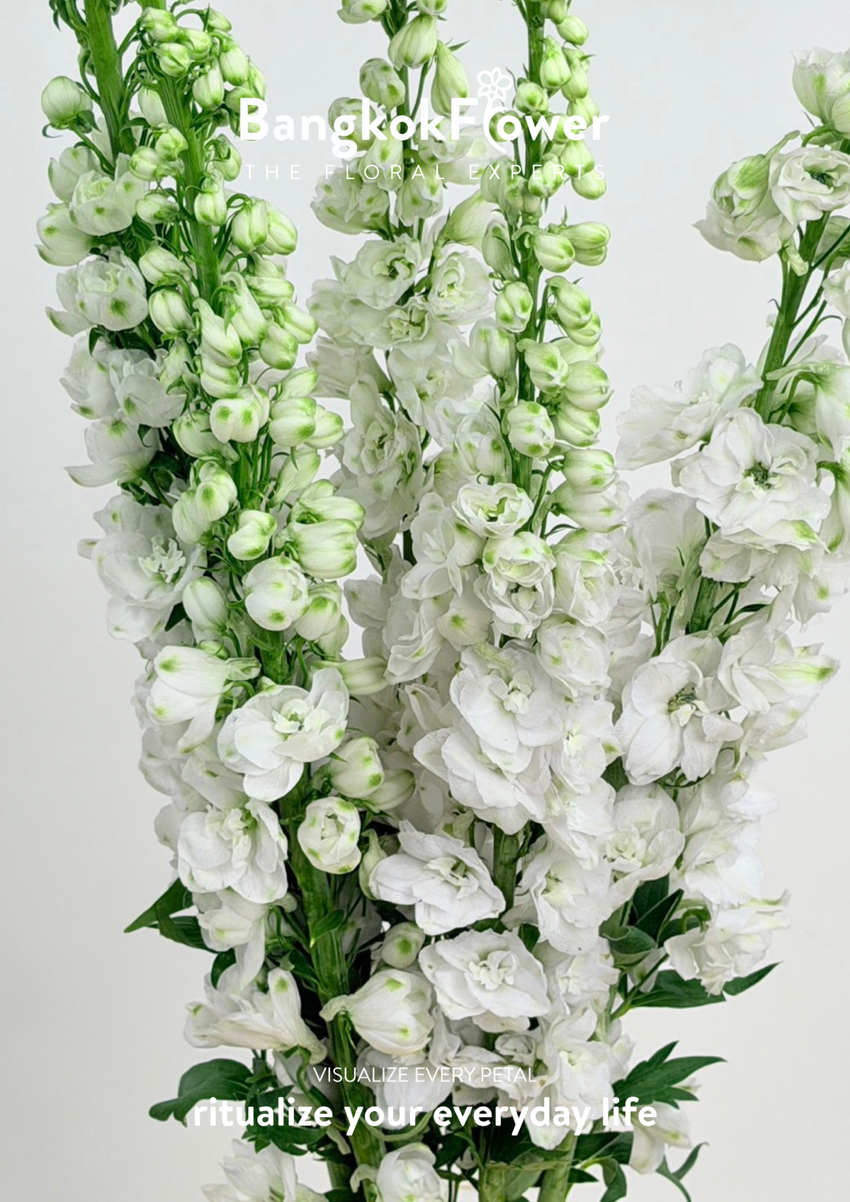 Delphinium White