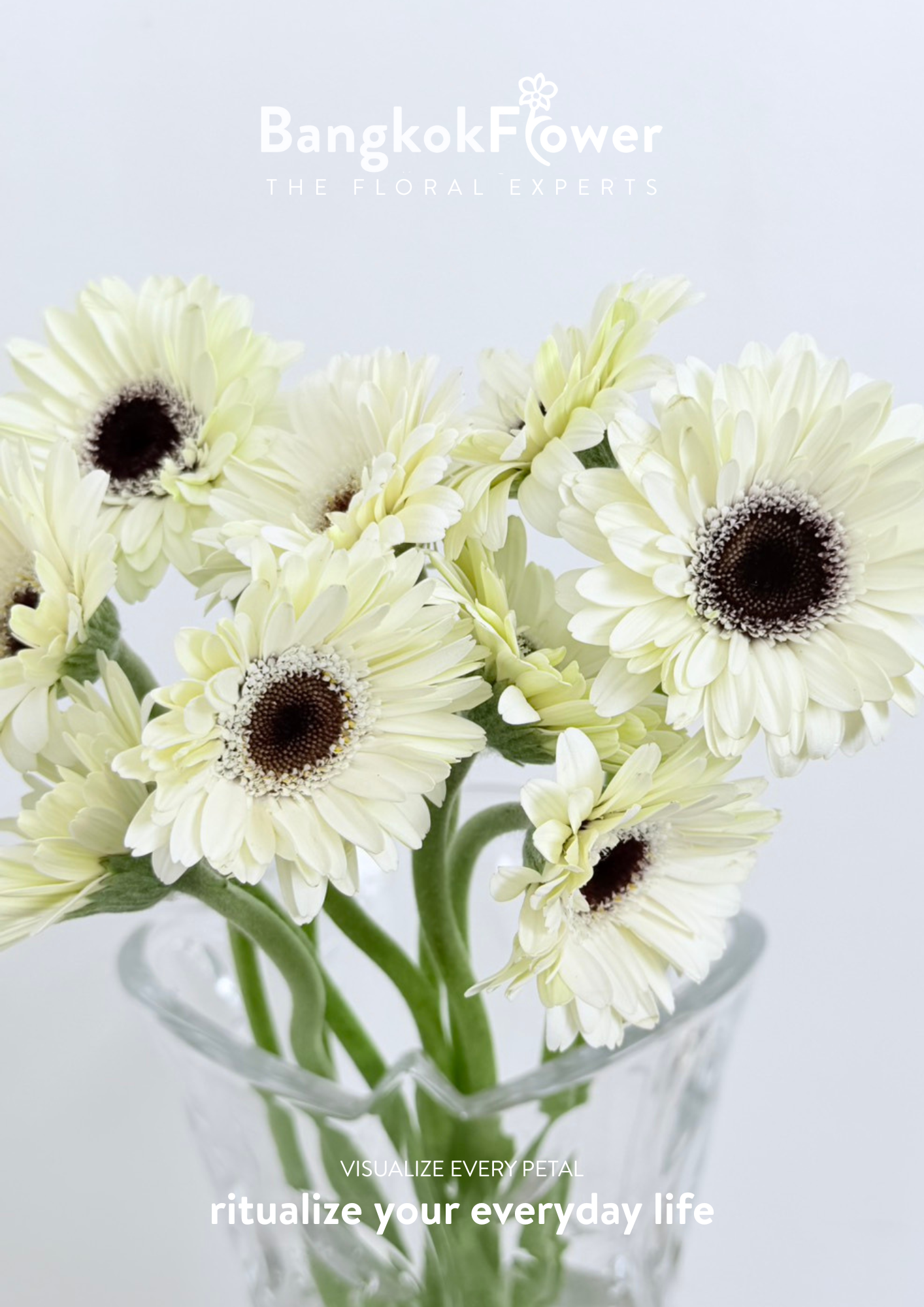 Mini Gerbera Frostsnow