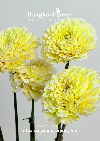 Dahlia Hybrida Yellow