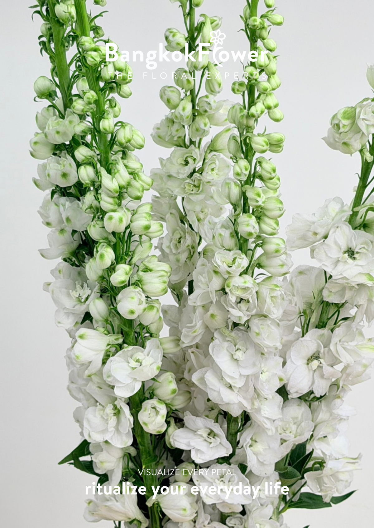Delphinium White