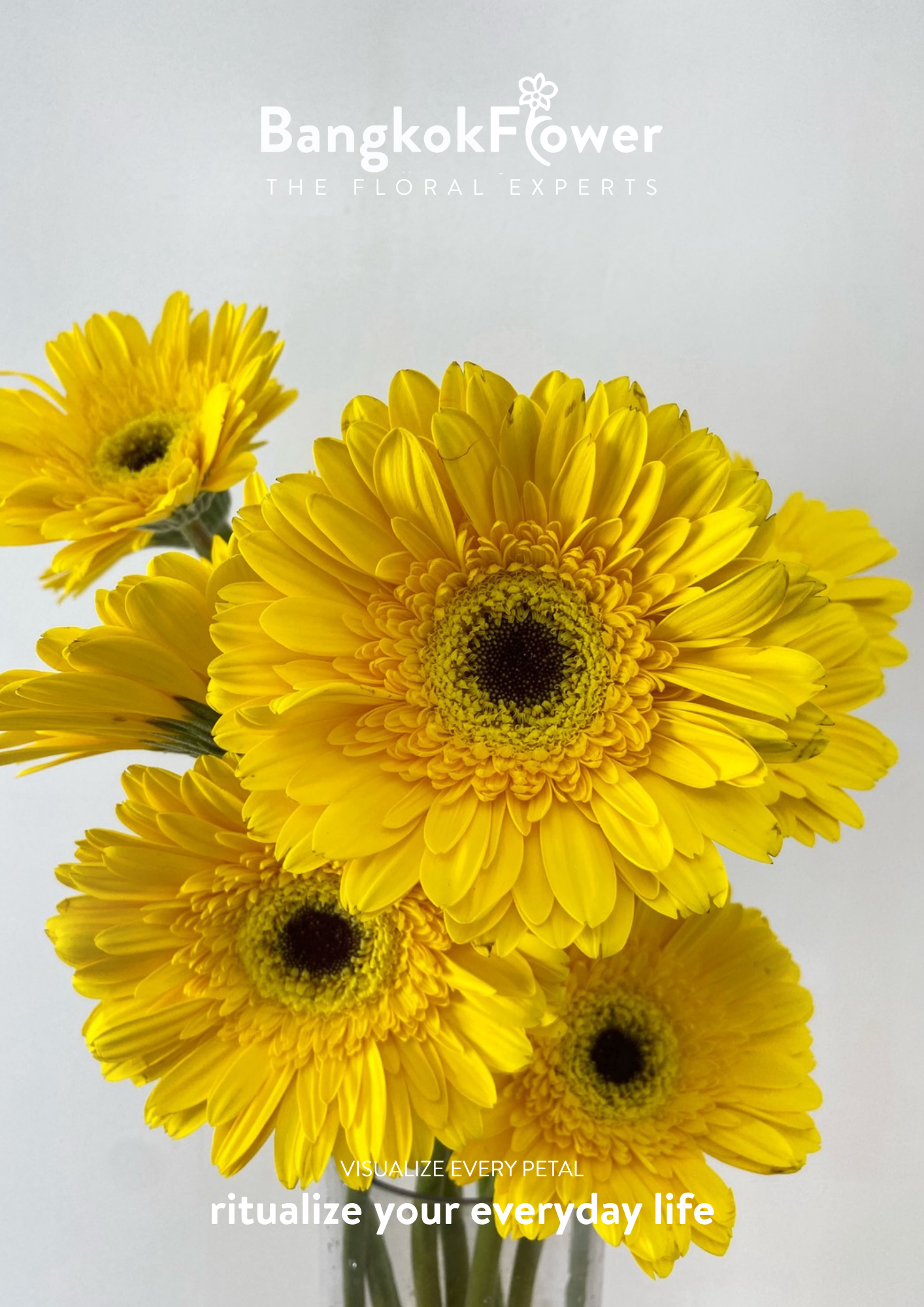 Yellow Gerbera