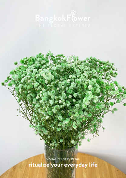 Gypsophila Green