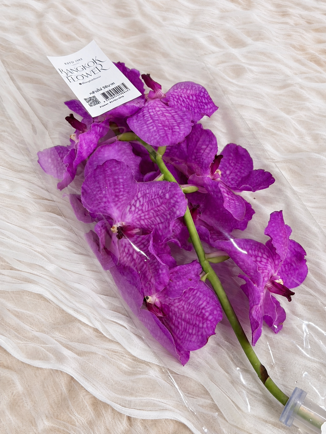 Vanda (1 stem) (Grower's Choice)