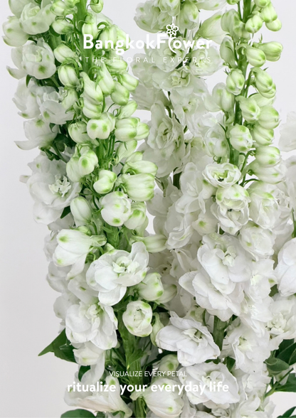 Delphinium White