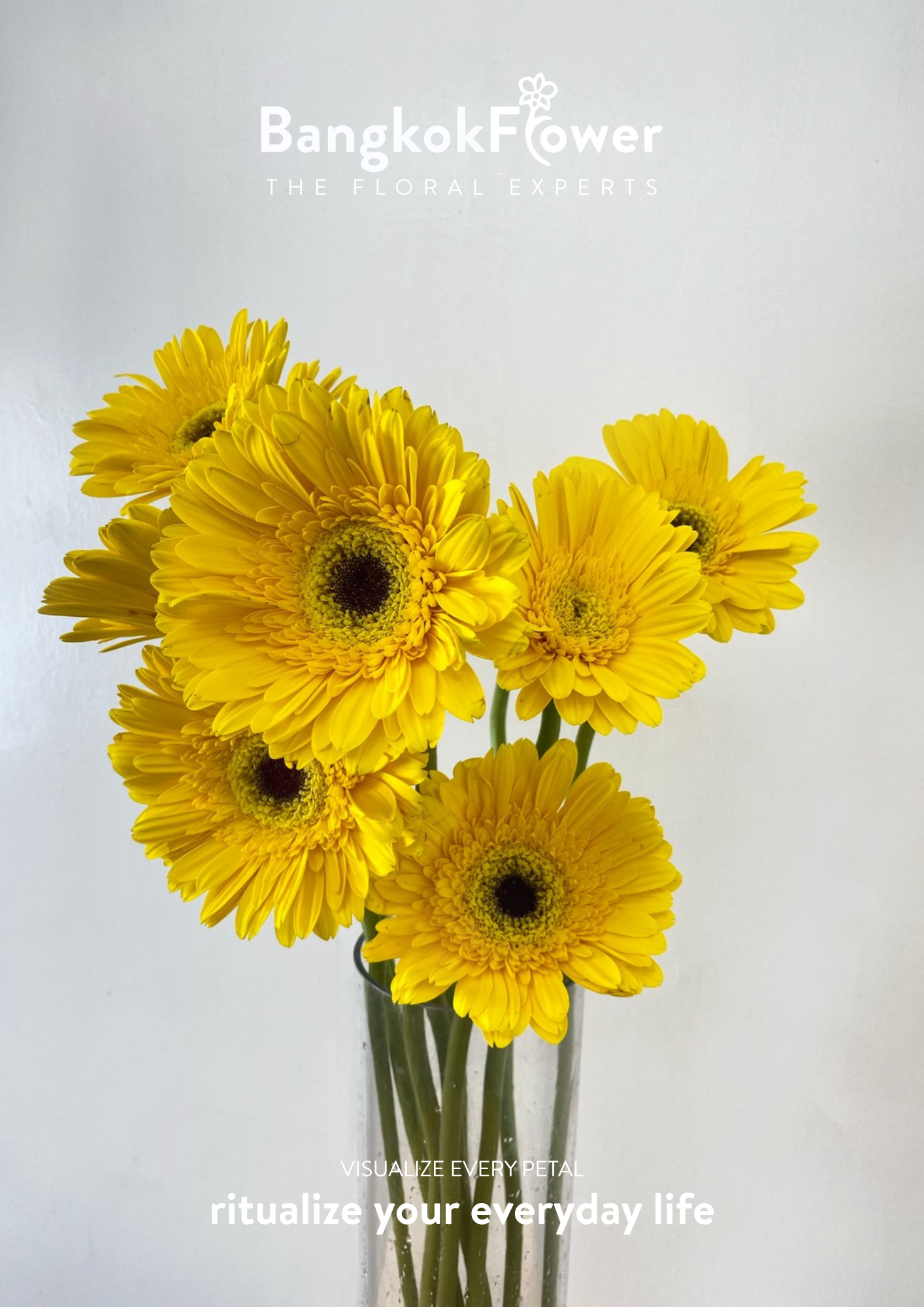 Yellow Gerbera