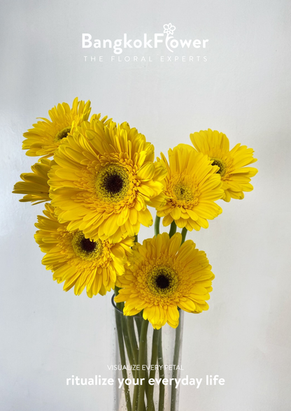 Yellow Gerbera