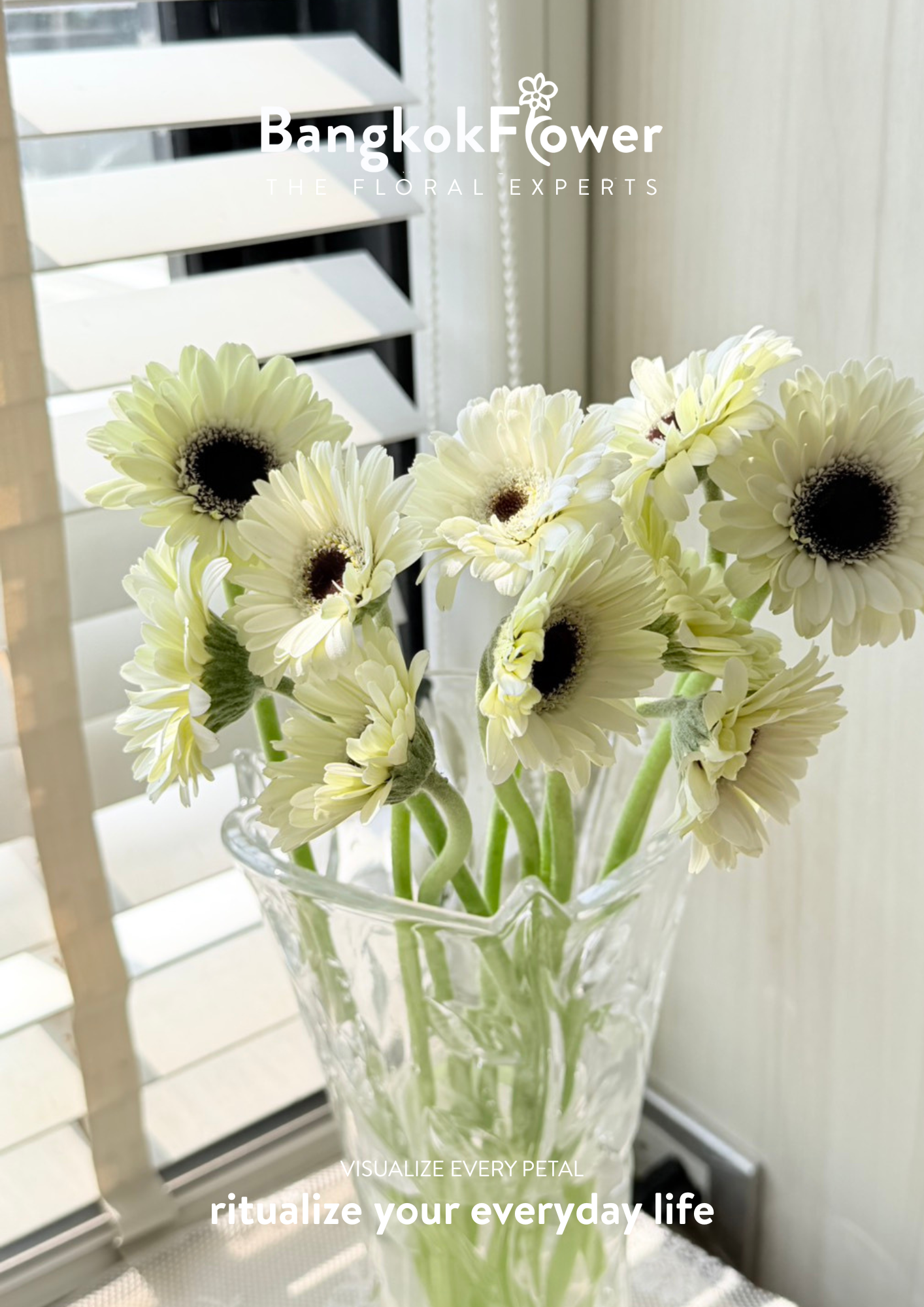 Mini Gerbera Frostsnow