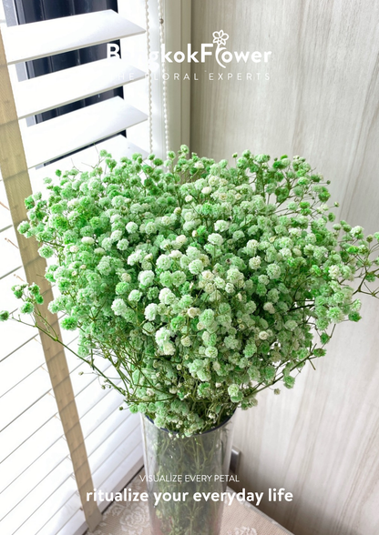 Gypsophila Green