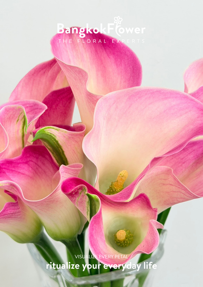 Calla Lily Light Pink
