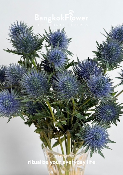 Eryngium