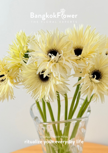 Gerbera Lace White Snow