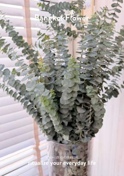 Eucalyptus