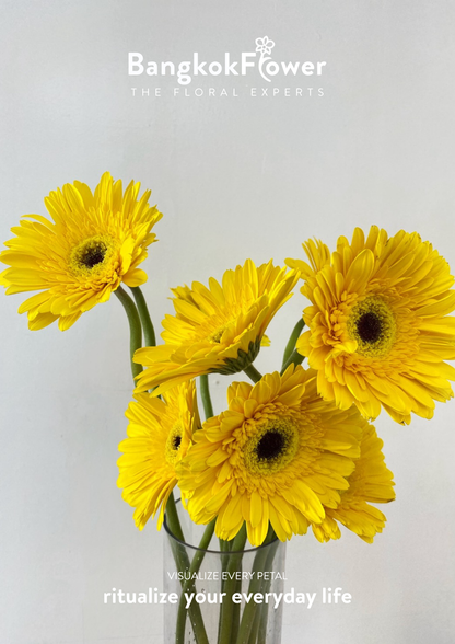 Yellow Gerbera