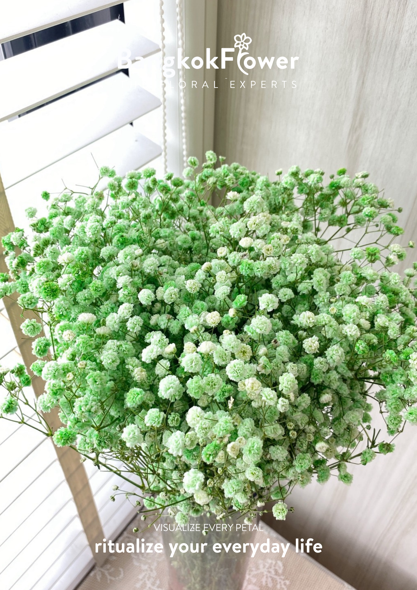 Gypsophila Green