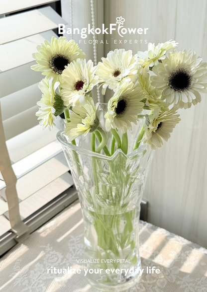 Mini Gerbera Frostsnow