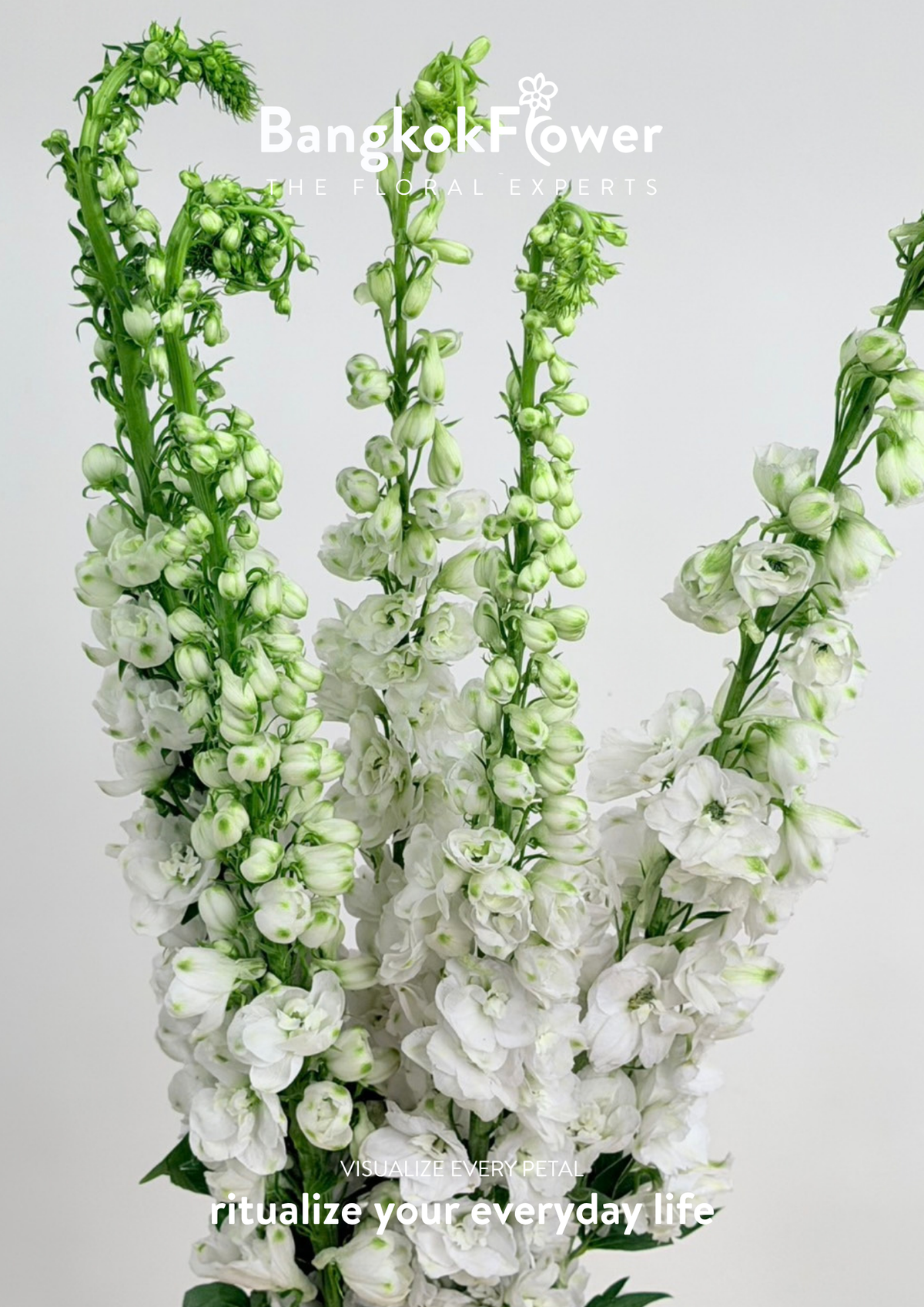 Delphinium White