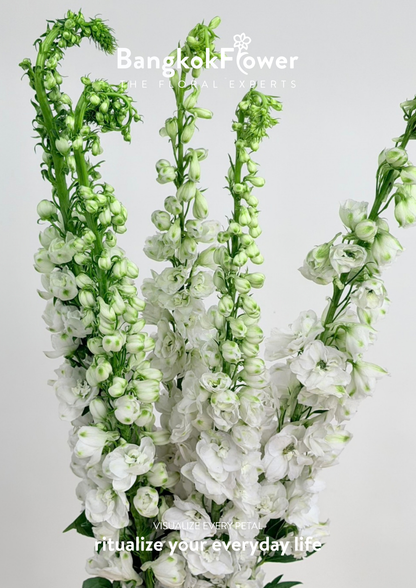 Delphinium White