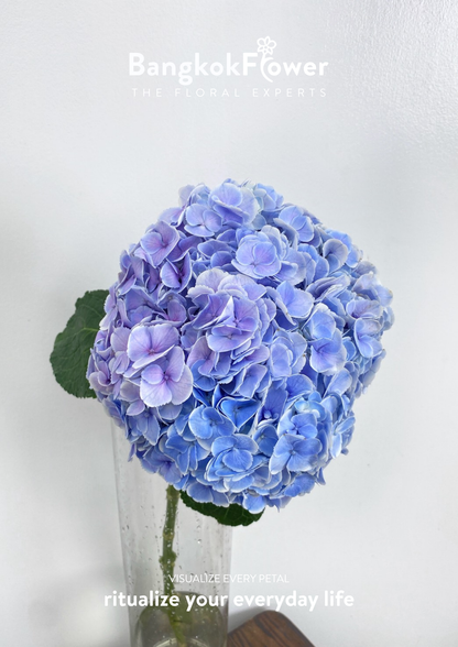 ไฮเดรนเจียสีฟ้า