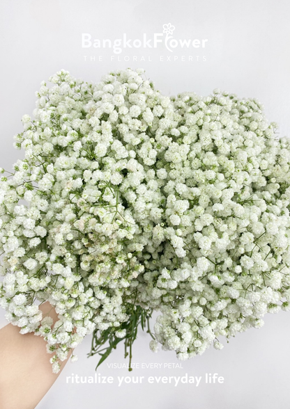 Gypsophila Million Star