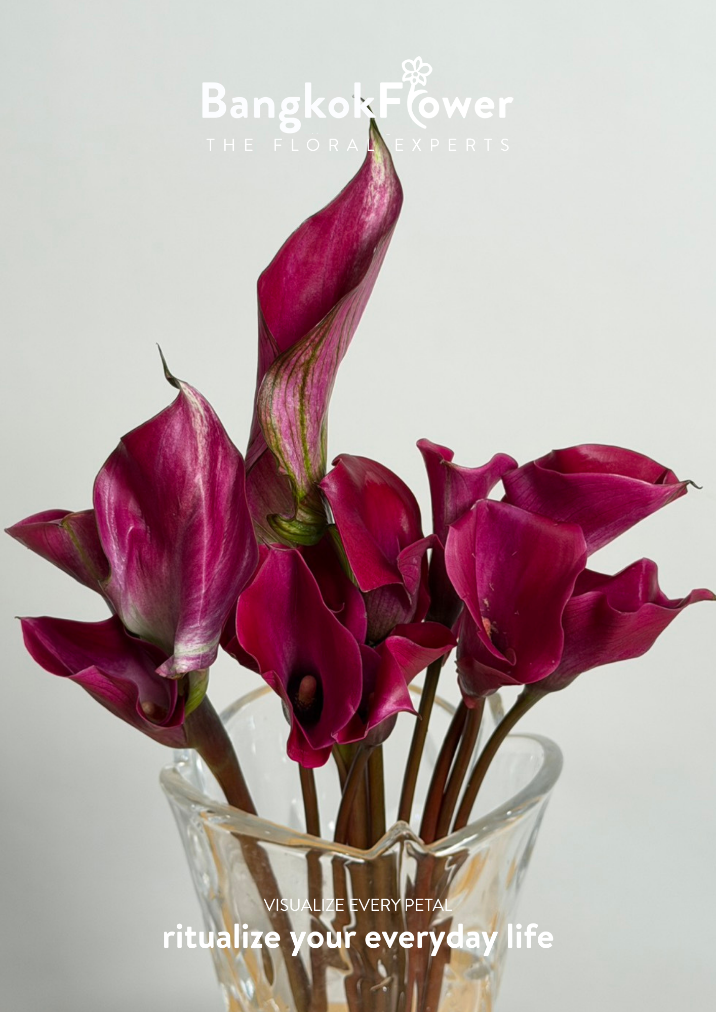 Calla Lily Purple