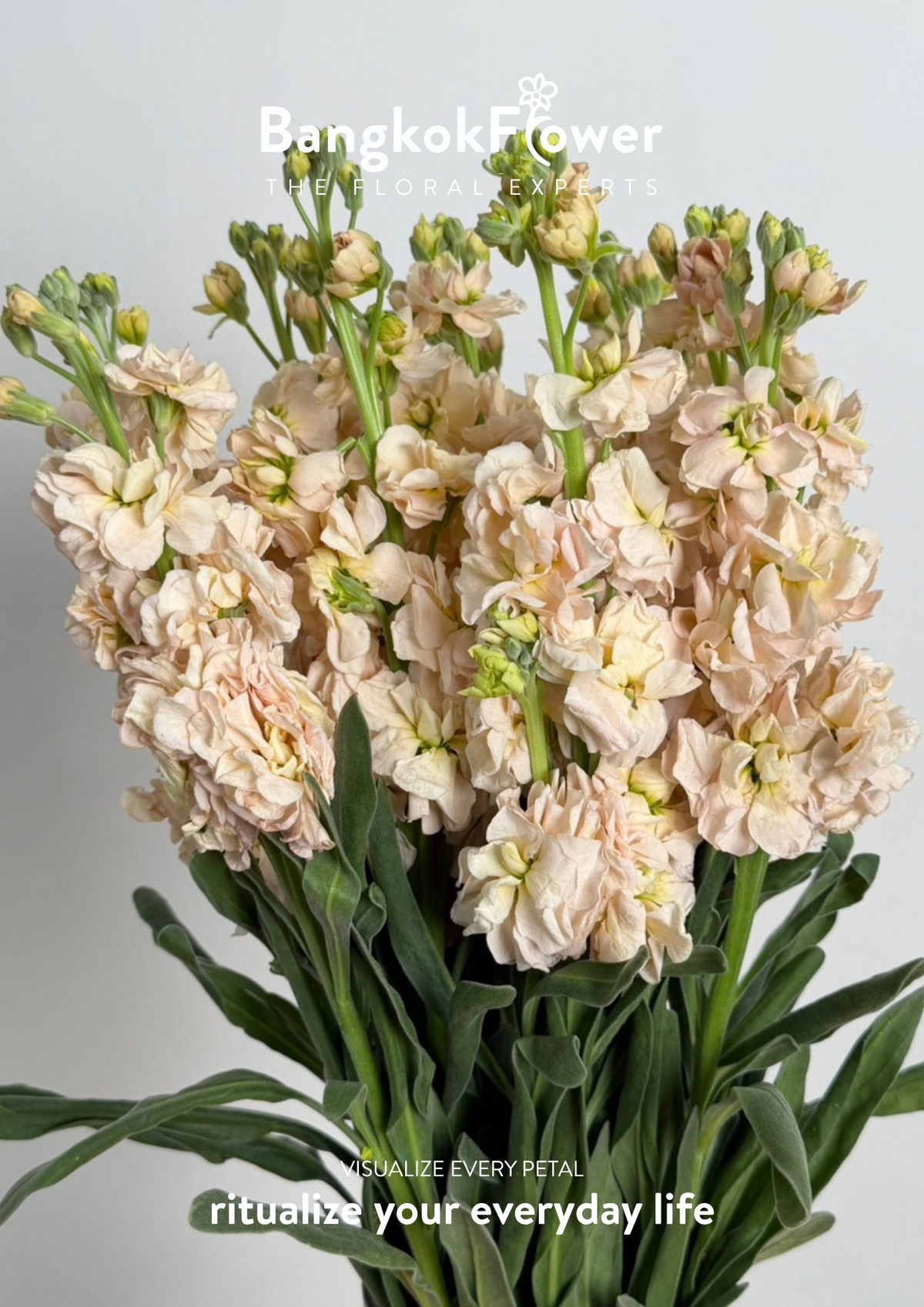 Matthiola champagne