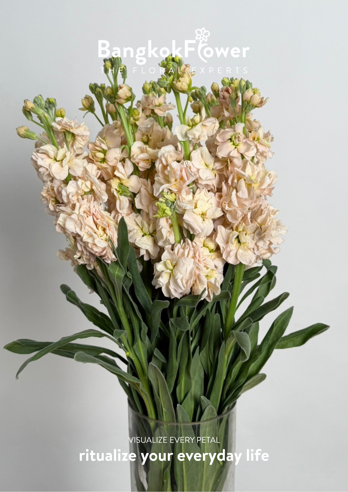 Matthiola champagne