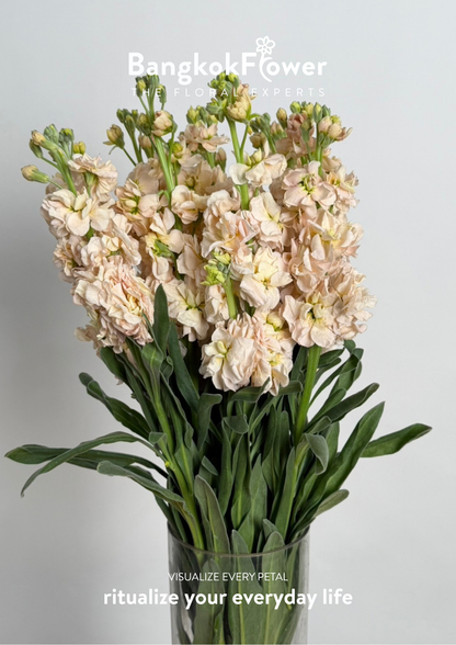 Matthiola champagne