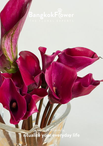 Calla Lily Purple