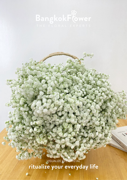Gypsophila Million Star