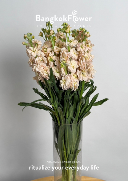 Matthiola champagne