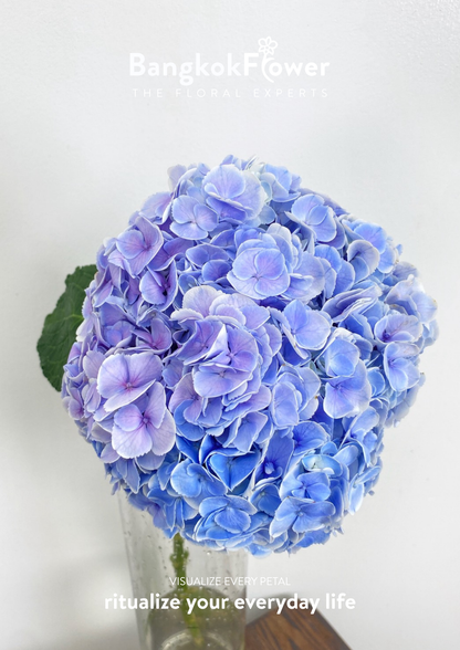 ไฮเดรนเจียสีฟ้า