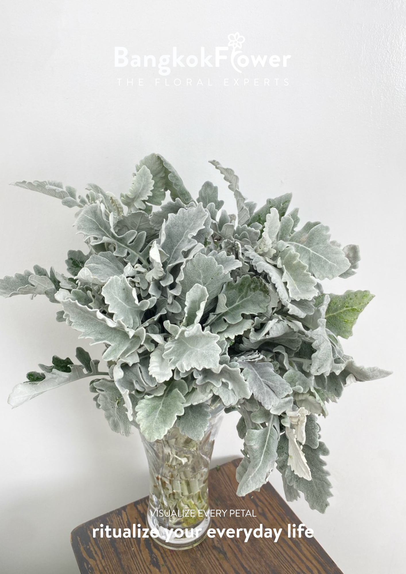 Dusty Miller