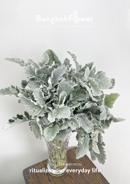Dusty Miller