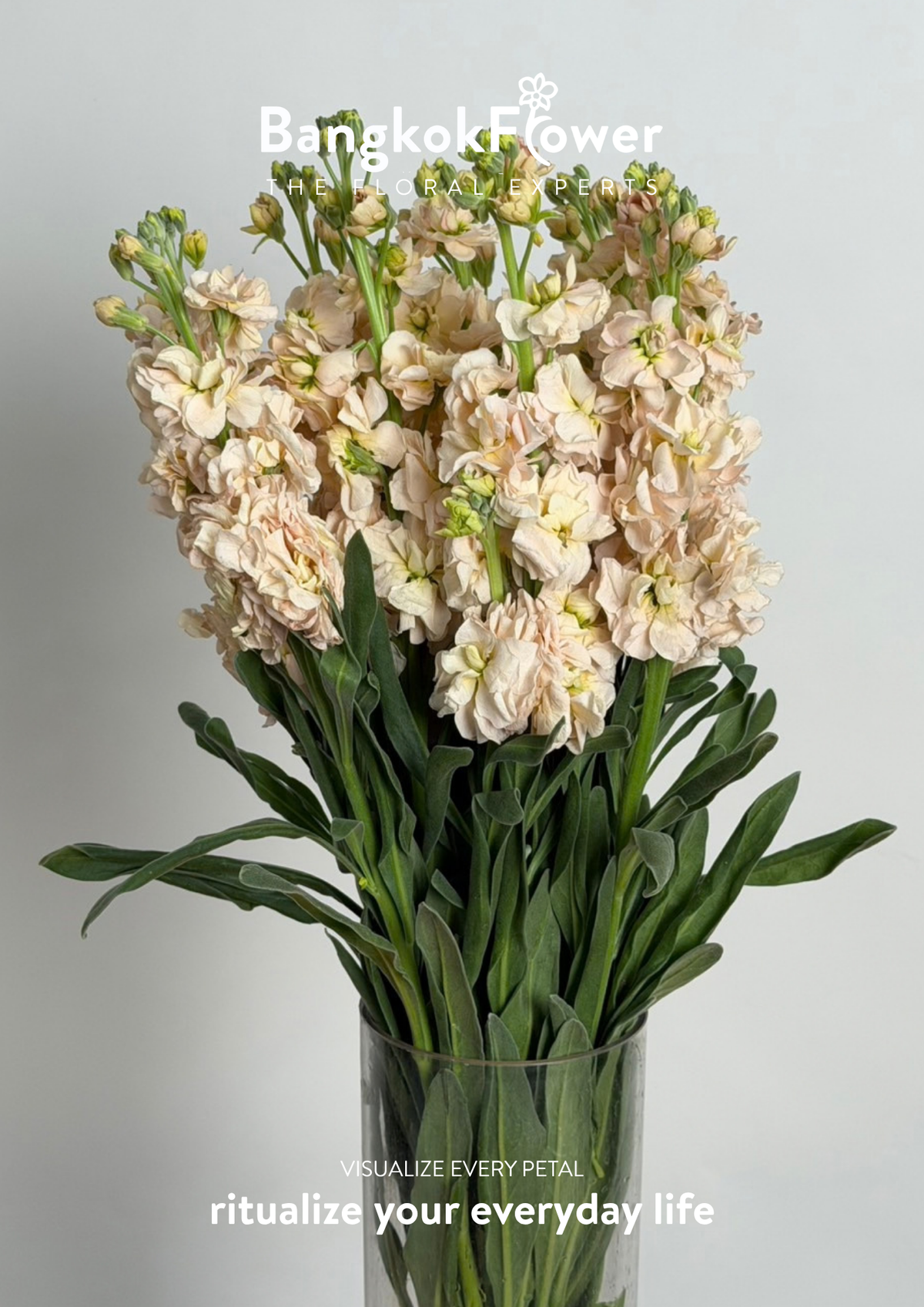 Matthiola champagne