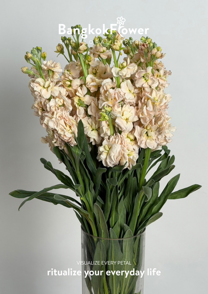 Matthiola champagne