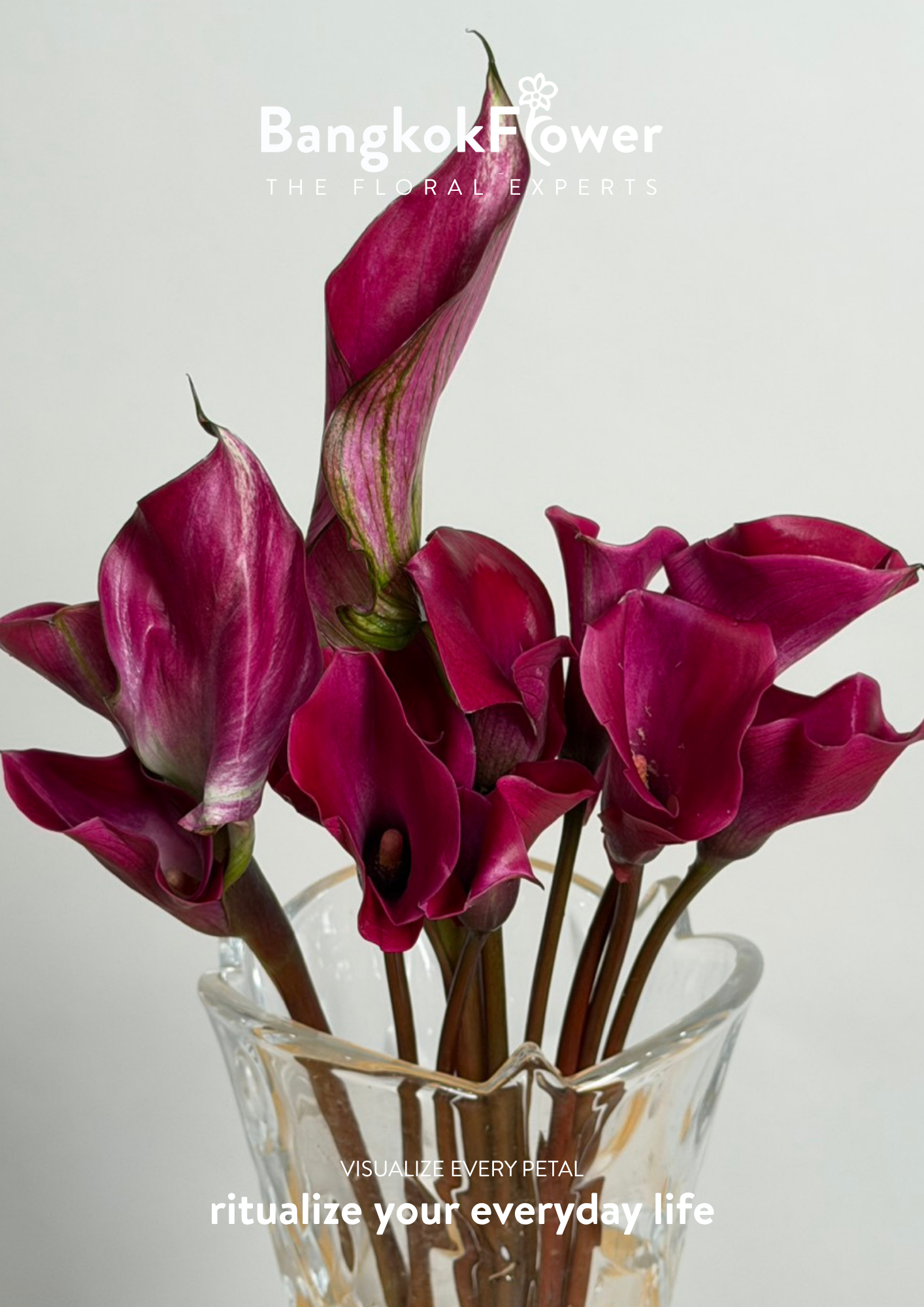 Calla Lily Purple